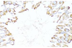 Immunohistochemistry of paraffin-embedded Rat testis using DNAJB11 Polyclonal Antibody at dilution of 1:100 (40x lens). (DNAJB11 antibody)