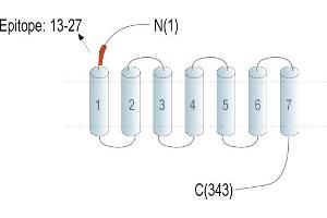 anti-Thromboxane A2 Receptor (TBXA2R) (AA 13-27), (Extracellular), (N-Term) antibody (FITC)