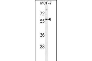 ZN Antibody (Center) (ABIN656186 and ABIN2845514) western blot analysis in MCF-7 cell line lysates (35 μg/lane). (ZNF165 antibody  (AA 215-242))