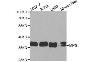Western blot analysis of extracts of various cell lines, using MPG antibody. (MPG antibody  (AA 1-293))