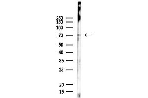 anti-Checkpoint with Forkhead and Ring Finger Domains (CHFR) (Internal Region) antibody