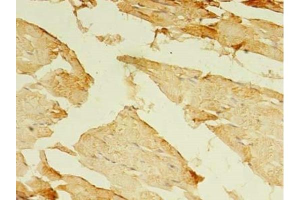 MYH7B antibody  (AA 1-176)