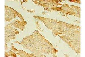 Immunohistochemistry of paraffin-embedded human skeletal muscle tissue using ABIN7160592 at dilution of 1:100