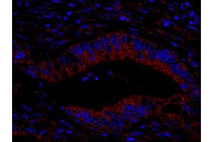 Immunofluorescence (IF) image for anti-KIAA1524 (KIAA1524) (AA 550-600) antibody (ABIN7448939)