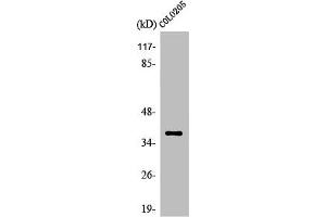 Western Blot analysis of Jurkat cells using Olfactory receptor 5K1 Polyclonal Antibody (OR5K1 antibody  (Internal Region))