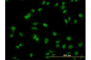 Immunofluorescence of monoclonal antibody to ARL6IP4 on HeLa cell. (ARL6IP4 antibody  (AA 261-360))
