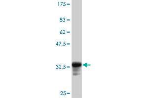 Western Blot detection against Immunogen (33. (MSTN antibody  (AA 241-310))