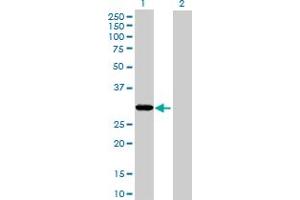 Western Blot analysis of THAP1 expression in transfected 293T cell line by THAP1 MaxPab polyclonal antibody. (THAP1 antibody  (AA 1-213))