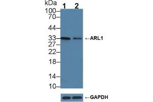Knockout Varification: Lane 1: Wild-type HCT116 cell lysate, Lane 2: ARL1 knockout HCT116 cell lysate, Predicted MW: 36kd Observed MW: 33kd Primary Ab: 3 μg/mL Rabbit Anti-Human ARL1 Antibody Second Ab: 0. (ARL1 antibody  (AA 1-316))