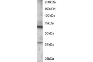 Image no. 1 for anti-Regulator of G-Protein Signaling 14 (RGS14) (C-Term) antibody (ABIN374433) (RGS14 antibody  (C-Term))