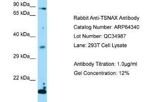 Western Blotting (WB) image for anti-Translin-Associated Factor X (TSNAX) (Middle Region) antibody (ABIN2789810)