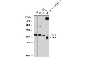 Western blot analysis of extracts of various cell lines, using FHL3 antibody  at 1:1000 dilution.