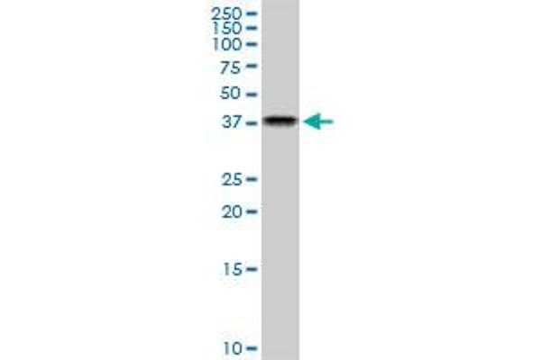 NAPG antibody  (AA 1-100)