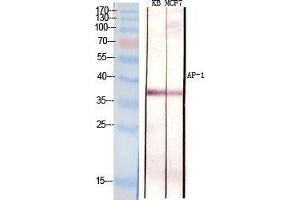 Western Blot (WB) analysis of specific cells using AP-1 Polyclonal Antibody. (C-JUN antibody  (Ser661))
