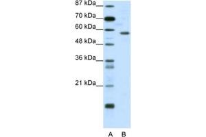 Western Blotting (WB) image for anti-YY1 Transcription Factor (YY1) antibody (ABIN2461693) (YY1 antibody)