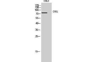 Western Blotting (WB) image for anti-Connector Enhancer of Kinase Suppressor of Ras 1 (CNKSR1) (Internal Region) antibody (ABIN3183986) (CNKSR1 antibody  (Internal Region))