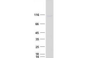 Validation with Western Blot (GCFC2 Protein (Myc-DYKDDDDK Tag))