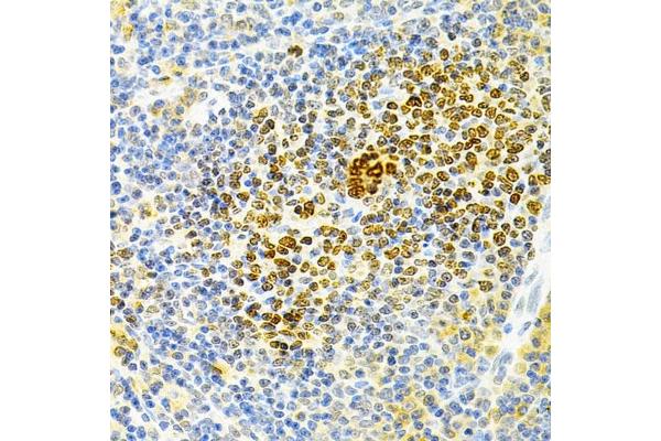 Osteoprotegerin antibody  (AA 22-280)