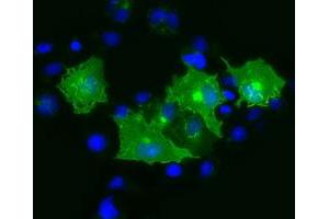 Anti-PRTG mouse monoclonal antibody (ABIN2453526) immunofluorescent staining of COS7 cells transiently transfected by pCMV6-ENTRY PRTG (RC211595). (PRTG antibody)