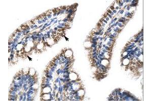 Image no. 1 for anti-Transcription Factor Dp-1 (TFDP1) (AA 63-112) antibody (ABIN6735973) (DP1 antibody  (AA 63-112))