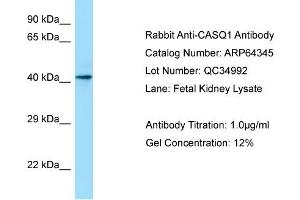 Western Blotting (WB) image for anti-Calsequestrin 1 (CASQ1) (Middle Region) antibody (ABIN2789811) (Calsequestrin antibody  (Middle Region))