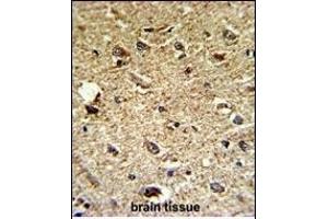 Formalin-fixed and paraffin-embedded human brain tissue reacted with CCRN4L Antibody (C-term), which was peroxidase-conjugated to the secondary antibody, followed by DAB staining. (CCRN4L antibody  (C-Term))