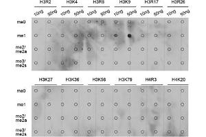 Dot-blot analysis of various methylation peptides using Monomethyl-Histone H3-K9 antibody (ABIN5969805). (Histone 3 antibody  (H3K9me))
