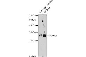 Western blot analysis of extracts of various cell lines, using HOX antibody (ABIN7267764) at 1:1000 dilution. (HOXA9 antibody)
