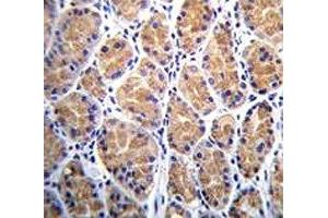TOR2A antibody immunohistochemistry analysis in formalin fixed and paraffin embedded human stomach tissue. (TOR2A antibody  (AA 194-221))