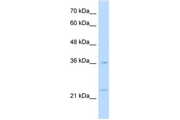 MAFB 抗体  (N-Term)