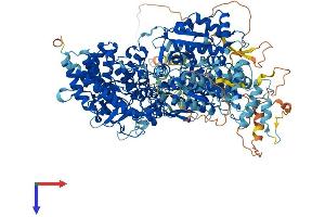 PHKA2 Protein (AA 1-1235) (His tag)