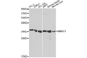 Western blot analysis of extracts of various cell lines, using MNAT1 antibody (ABIN1873734) at 1:1000 dilution.