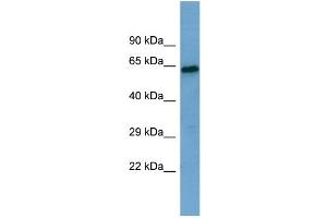 Western Blotting (WB) image for anti-Sestrin 1 (SESN1) (Middle Region) antibody (ABIN2786032)