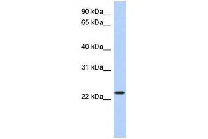 Western Blotting (WB) image for anti-Activating Transcription Factor 3 (ATF3) antibody (ABIN2458249) (ATF3 antibody)