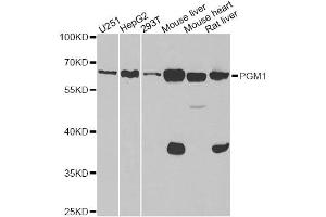 Western blot analysis of extracts of various cell lines, using PGM1 antibody. (Phosphoglucomutase 1 antibody)