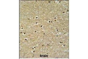 BHLHB5 Antibody (Center) (ABIN650975 and ABIN2840018) IHC analysis in formalin fixed and paraffin embedded human brain tissue followed by peroxidase conjugation of the secondary antibody and DAB staining. (BHLHE22 antibody  (AA 236-264))