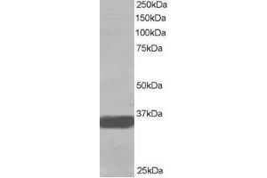 Image no. 1 for anti-Mortality Factor 4 Like 2 (MORF4L2) (N-Term) antibody (ABIN374201) (MORF4L2 antibody  (N-Term))