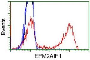 Image no. 4 for anti-EPM2A (Laforin) Interacting Protein 1 (EPM2AIP1) antibody (ABIN1498043) (EPM2AIP1 antibody)