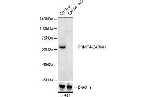 Western blot analysis of extracts from normal (control) and PRMT4/C knockout (KO) 293T cells, using PRMT4/C antibody (ABIN1682307, ABIN3015886, ABIN3015887 and ABIN6219468) at 1:500 dilution. (CARM1 antibody  (AA 409-608))