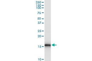 Immunoprecipitation of BST2 transfected lysate using anti-BST2 MaxPab rabbit polyclonal antibody and Protein A Magnetic Bead , and immunoblotted with BST2 purified MaxPab mouse polyclonal antibody (B03P) . (BST2 antibody  (AA 40-180))