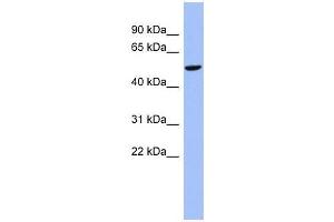 CBLL1 antibody used at 0. (CBLL1 antibody  (N-Term))