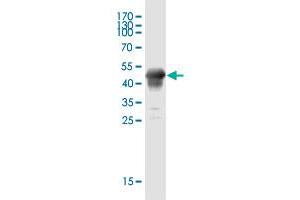 Western Blot detection against Immunogen (45. (BCAS4 antibody  (AA 1-173))