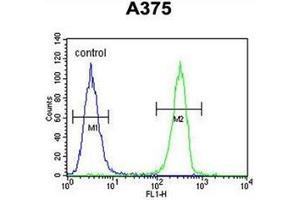 Flow cytometric analysis of A375 cells using HOXA9 / HOX1G Antibody (C-term) Cat. (HOXA9 antibody  (C-Term))