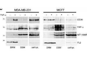 TNF-α-induced accumulation of membrane-associated proteases in lipid rafts. (FAP antibody)