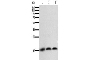 Western Blotting (WB) image for anti-Baculoviral IAP Repeat-Containing 5 (BIRC5) antibody (ABIN5547804) (Survivin antibody)