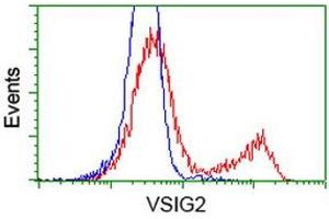 HEK293T cells transfected with either RC200170 overexpress plasmid (Red) or empty vector control plasmid (Blue) were immunostained by anti-VSIG2 antibody (ABIN2454003), and then analyzed by flow cytometry. (VSIG2 antibody)