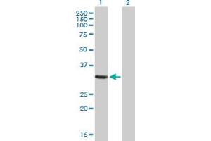 Western Blot analysis of GIMAP5 expression in transfected 293T cell line by GIMAP5 MaxPab polyclonal antibody. (GIMAP5 antibody  (AA 1-307))