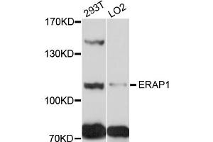 Western blot analysis of extracts of various cell lines, using ERAP1 antibody (ABIN4903594) at 1:1000 dilution.