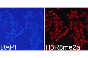 Immunofluorescence analysis of 293T cells using Asymmetric DiMethyl-Histone H3-R8 antibody (ABIN3017485, ABIN3017486, ABIN3017487 and ABIN6220109). (Histone 3 antibody  (H3R8me2))