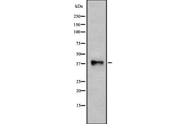 P2RY10 antibody  (Internal Region)